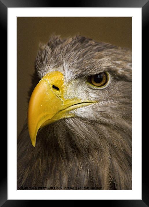 White Tailed Sea Eagle Framed Mounted Print by Matthew Bates