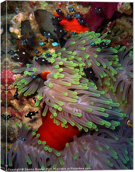 Domino Damselfish in Anemone, Red Sea, Egypt Canvas Print by Serena Bowles