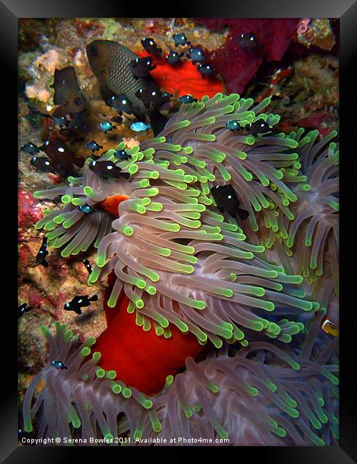 Domino Damselfish in Anemone, Red Sea, Egypt Framed Print by Serena Bowles