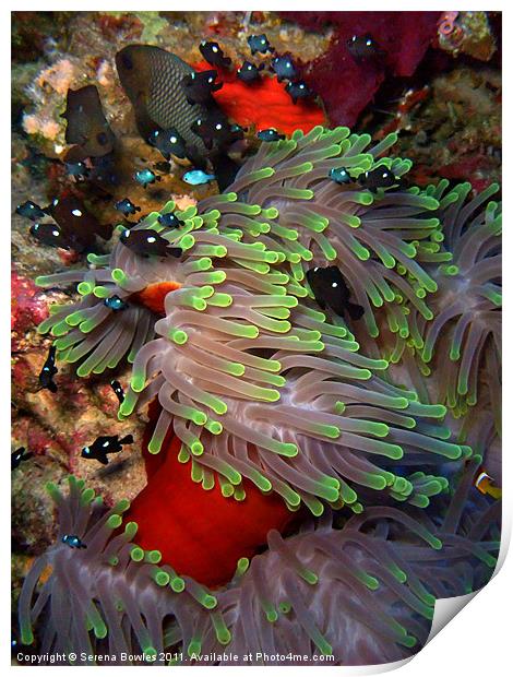 Domino Damselfish in Anemone, Red Sea, Egypt Print by Serena Bowles