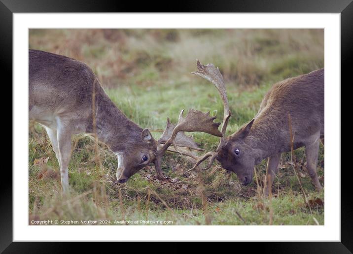 Fallow Deer in Mock Battle Framed Mounted Print by Stephen Noulton