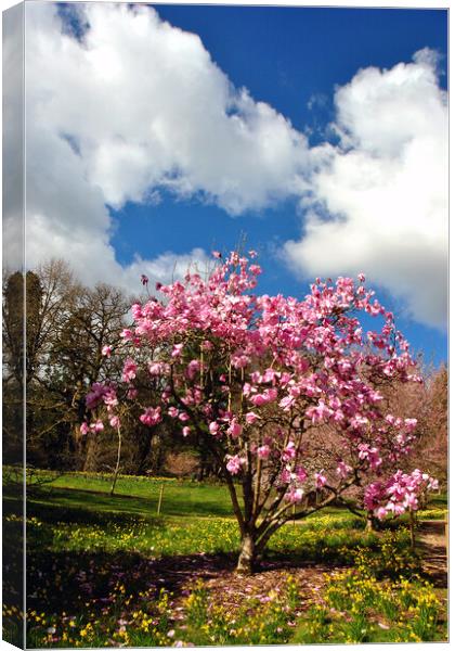 Magnolia Tree Batsford Arboretum Cotswolds UK Canvas Print by Andy Evans Photos