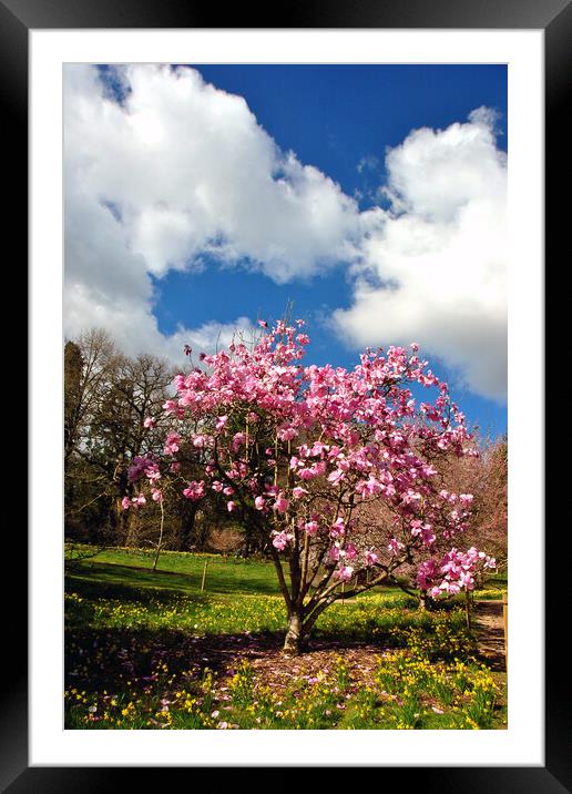 Magnolia Tree Batsford Arboretum Cotswolds UK Framed Mounted Print by Andy Evans Photos