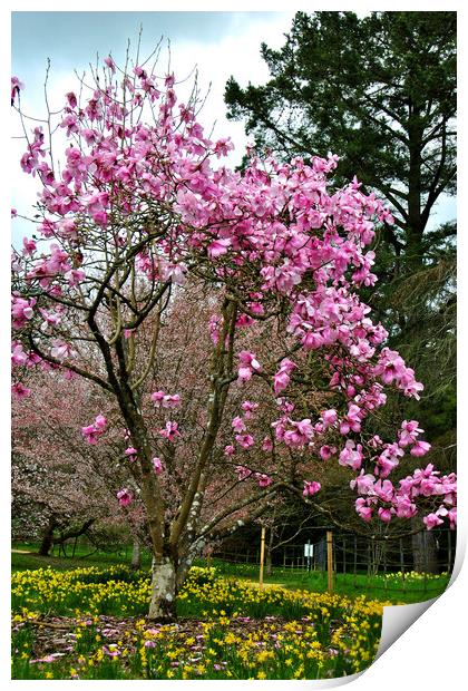 Magnolia Tree Batsford Arboretum Cotswolds UK Print by Andy Evans Photos