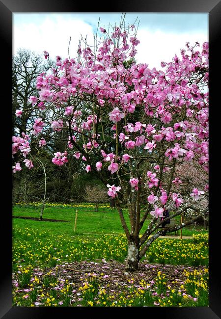 Magnolia Tree Batsford Arboretum Cotswolds UK Framed Print by Andy Evans Photos
