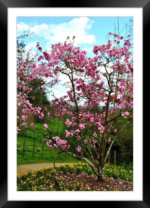 Magnolia Tree Batsford Arboretum Cotswolds UK Framed Mounted Print by Andy Evans Photos