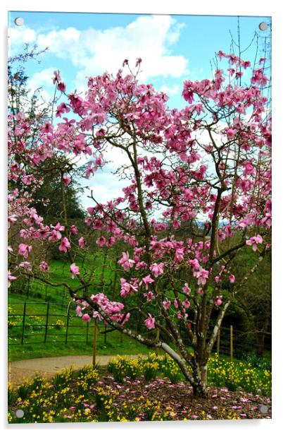 Magnolia Tree Batsford Arboretum Cotswolds UK Acrylic by Andy Evans Photos