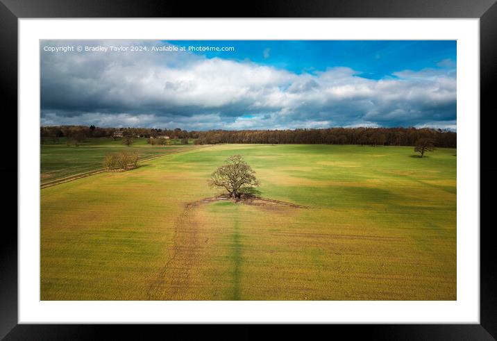 Tree in a Field on Farnley Hall Estate, West Yorks Framed Mounted Print by Bradley Taylor