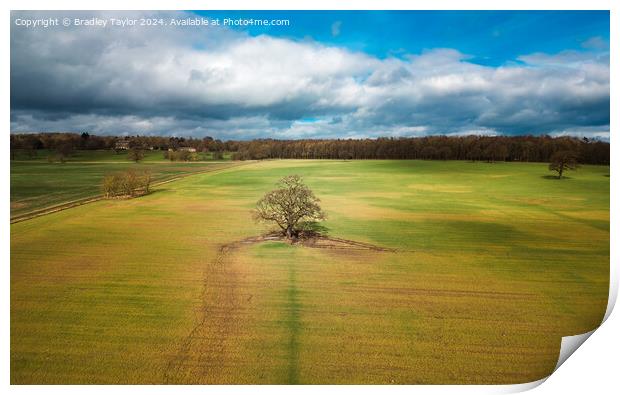 Tree in a Field on Farnley Hall Estate, West Yorks Print by Bradley Taylor