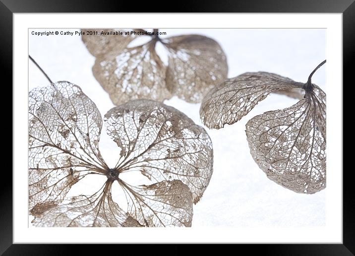 Winter hydrangea Framed Mounted Print by Cathy Pyle