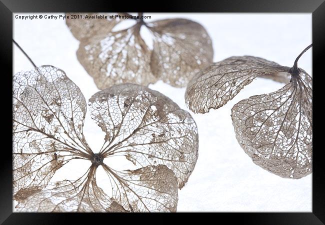 Winter hydrangea Framed Print by Cathy Pyle