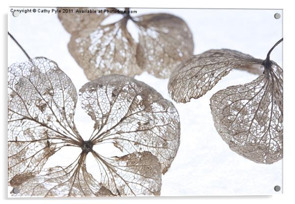 Winter hydrangea Acrylic by Cathy Pyle