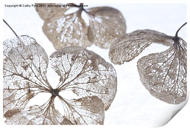 Winter hydrangea Print by Cathy Pyle