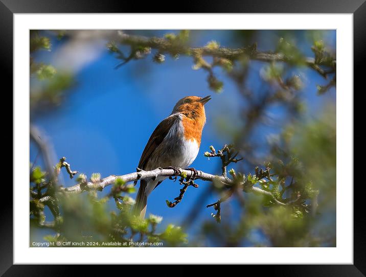 A robin perched on a tree branch Framed Mounted Print by Cliff Kinch