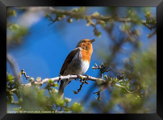 A robin perched on a tree branch Framed Print by Cliff Kinch