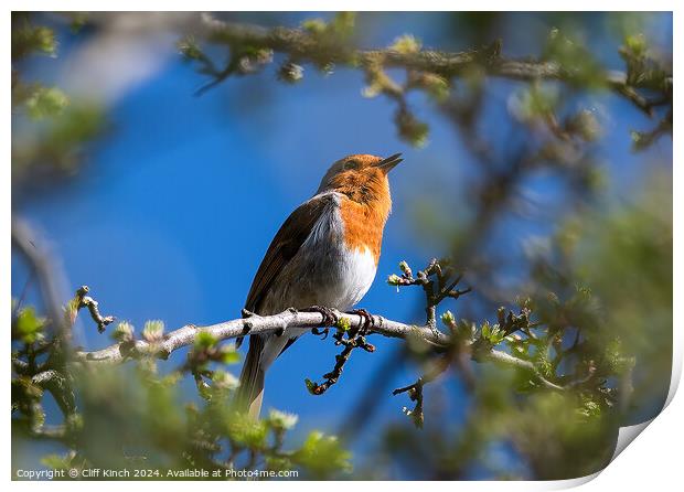 A robin perched on a tree branch Print by Cliff Kinch
