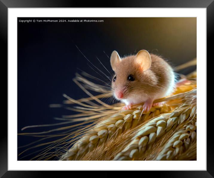 Harvest Mouse   Framed Mounted Print by Tom McPherson
