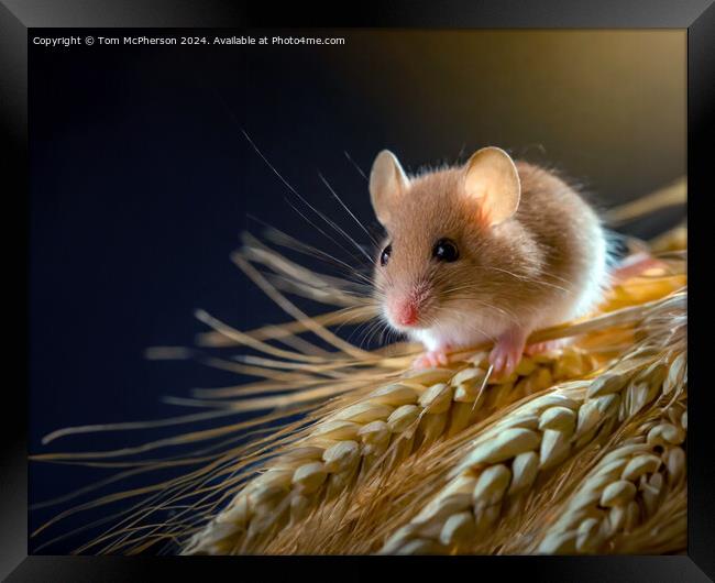 Harvest Mouse   Framed Print by Tom McPherson