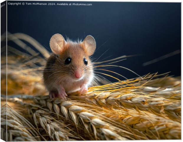 Harvest Mouse   Canvas Print by Tom McPherson