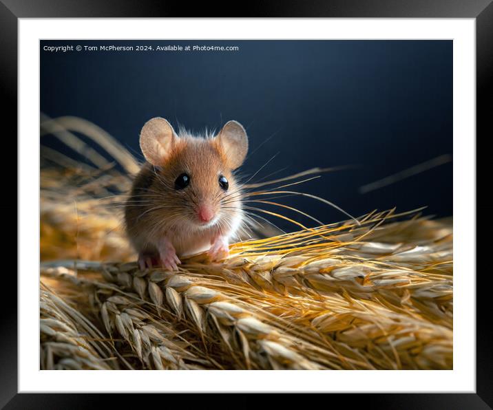 Harvest Mouse   Framed Mounted Print by Tom McPherson