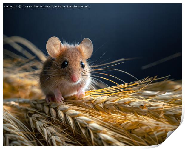 Harvest Mouse   Print by Tom McPherson