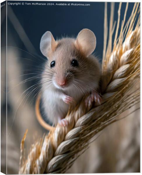Harvest Mouse   Canvas Print by Tom McPherson