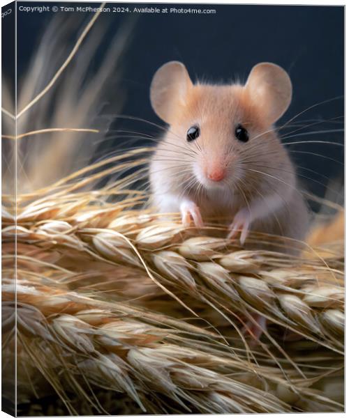 Harvest Mouse   Canvas Print by Tom McPherson