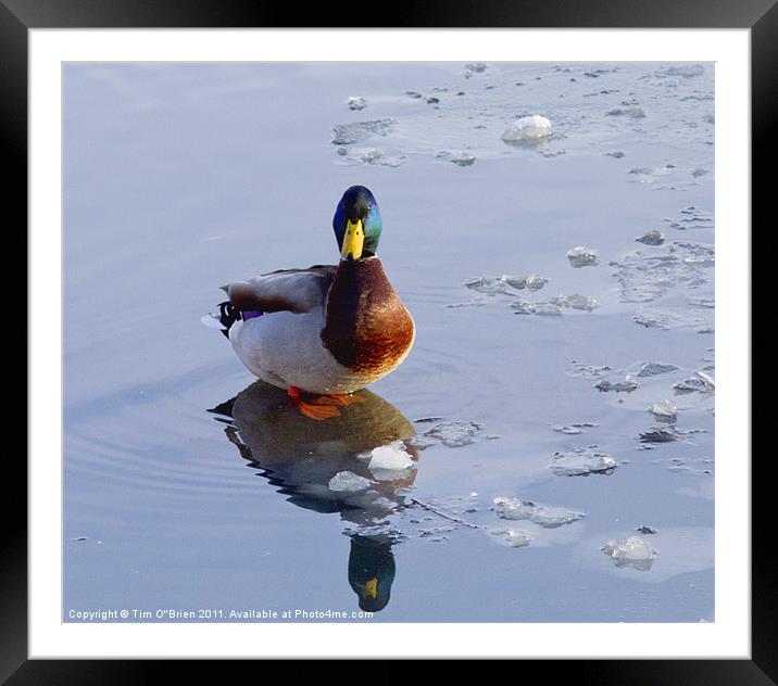 Mallard Duck on Ice Framed Mounted Print by Tim O'Brien