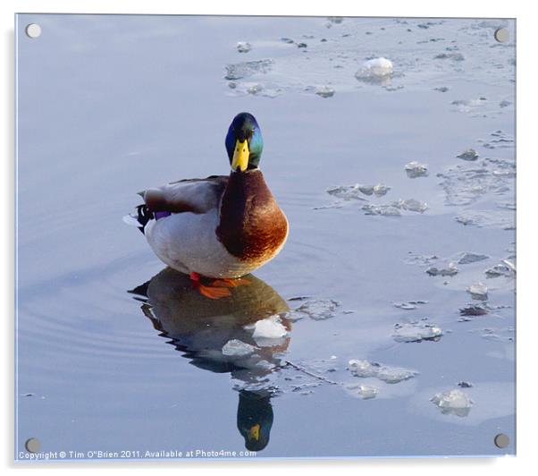 Mallard Duck on Ice Acrylic by Tim O'Brien
