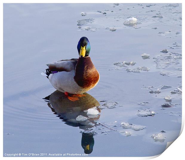 Mallard Duck on Ice Print by Tim O'Brien