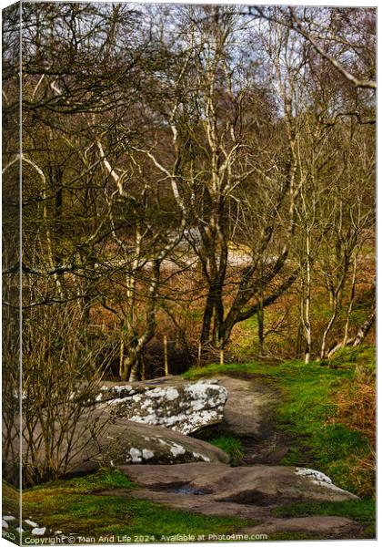 Tranquil forest scene with birch trees and a rocky path, showcasing the serene beauty of nature at Brimham Rocks, in North Yorkshire Canvas Print by Man And Life