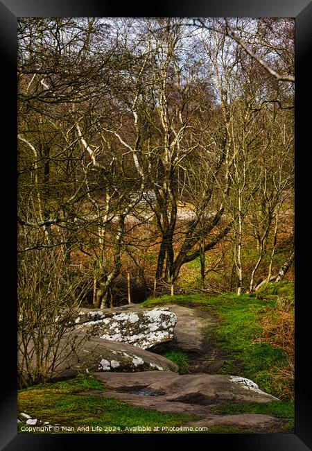 Tranquil forest scene with birch trees and a rocky path, showcasing the serene beauty of nature at Brimham Rocks, in North Yorkshire Framed Print by Man And Life