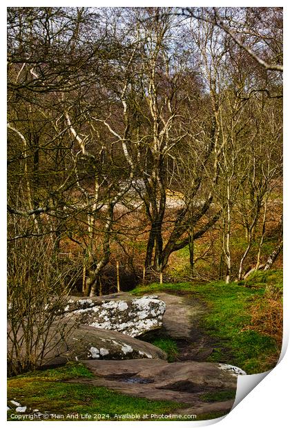 Tranquil forest scene with birch trees and a rocky path, showcasing the serene beauty of nature at Brimham Rocks, in North Yorkshire Print by Man And Life