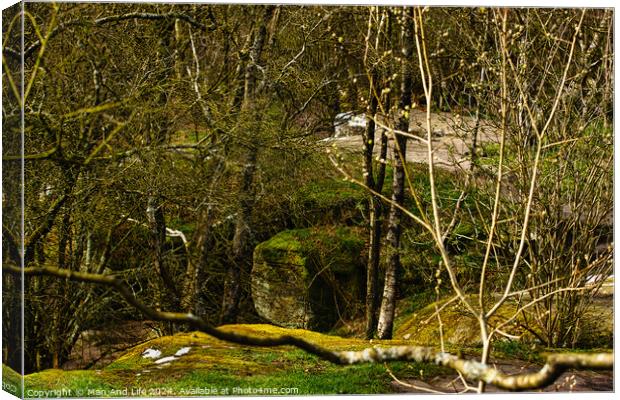 Serene woodland scene with moss-covered rocks and meandering stream, showcasing the tranquility of nature at Brimham Rocks, in North Yorkshire Canvas Print by Man And Life