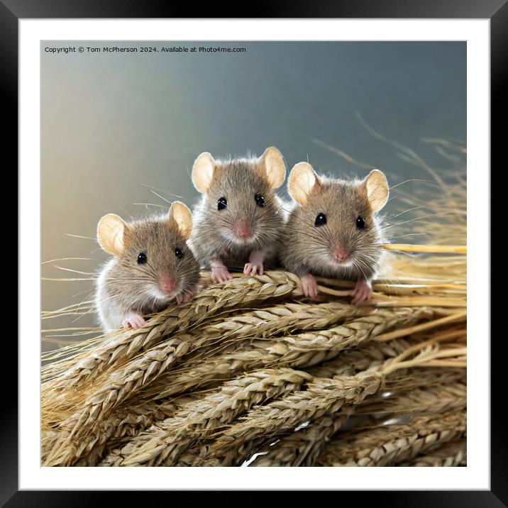 Harvest Mouse   Framed Mounted Print by Tom McPherson