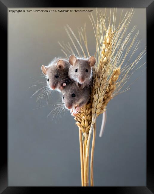 Harvest Mouse   Framed Print by Tom McPherson