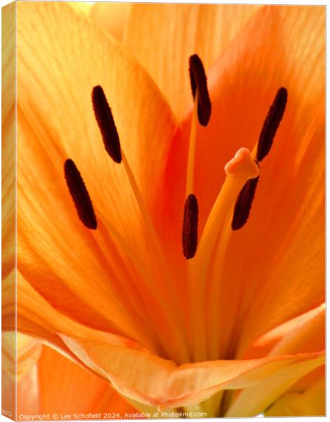 Orange Lilly Canvas Print by Les Schofield