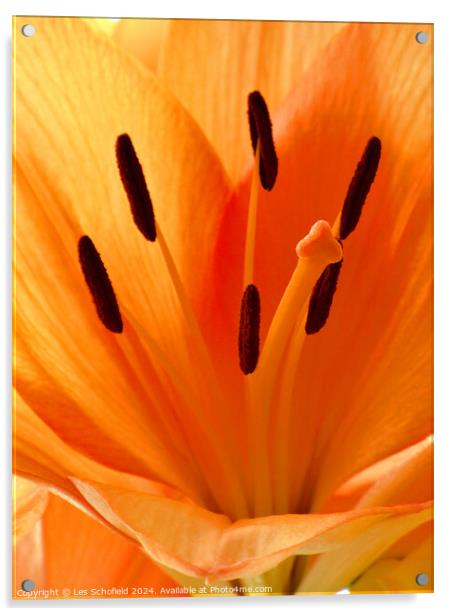 Orange Lilly Acrylic by Les Schofield