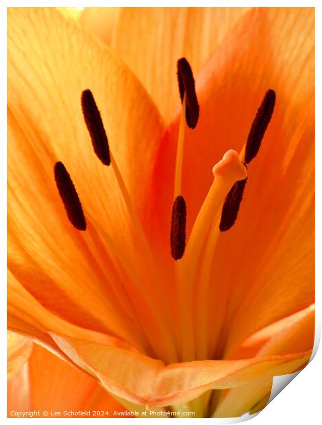 Orange Lilly Print by Les Schofield