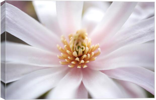 Magnolia Blossom Canvas Print by Alison Chambers
