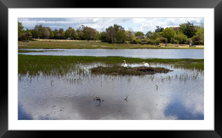 Nesting Swans at Hatchet Pond Framed Mounted Print by Derek Daniel