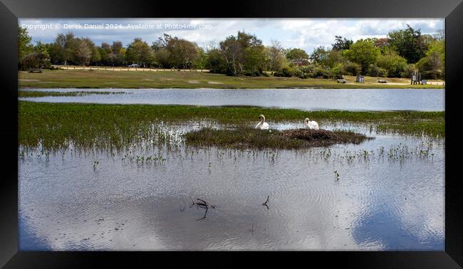 Nesting Swans at Hatchet Pond Framed Print by Derek Daniel