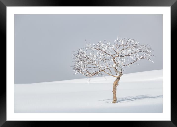 Lone Birch in March Framed Mounted Print by Alex Fukuda