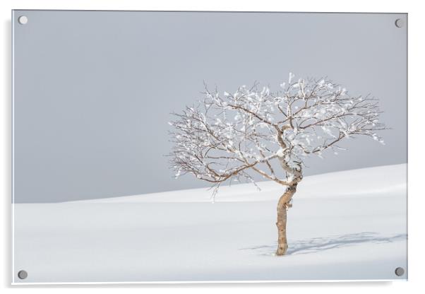 Lone Birch in March Acrylic by Alex Fukuda