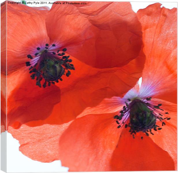 Orange poppies Canvas Print by Cathy Pyle