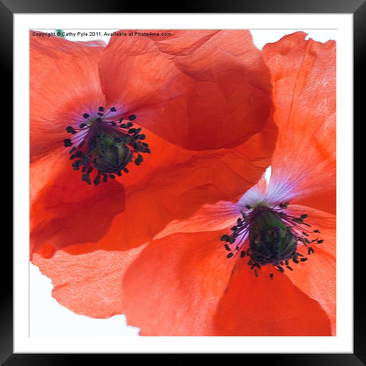 Orange poppies Framed Mounted Print by Cathy Pyle