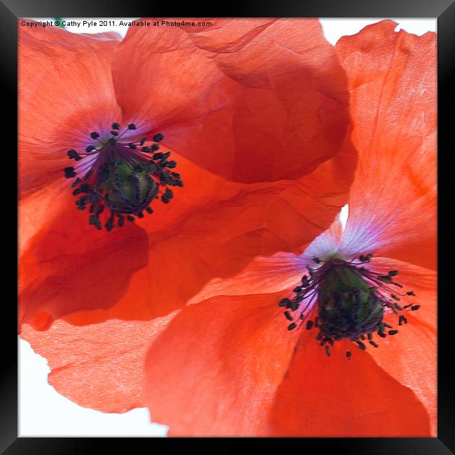 Orange poppies Framed Print by Cathy Pyle