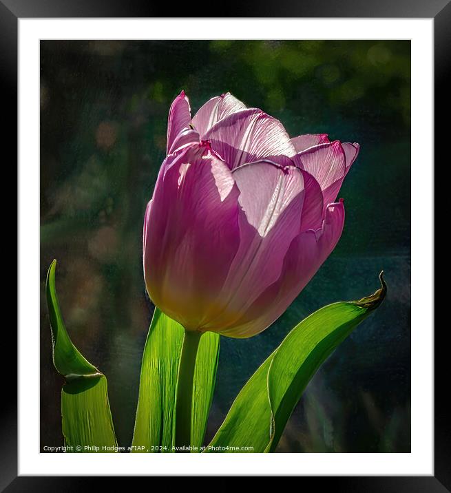 Tulip Portrait Framed Mounted Print by Philip Hodges aFIAP ,
