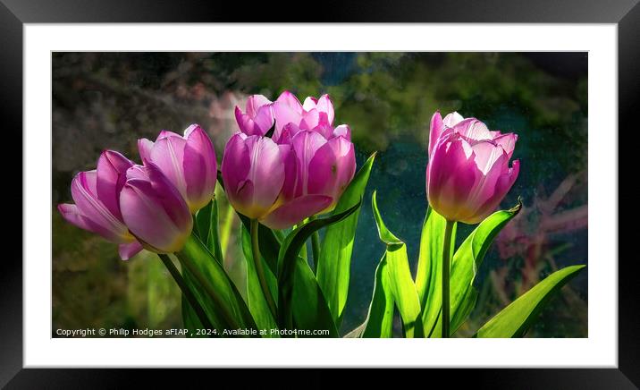 Pink Tulips Framed Mounted Print by Philip Hodges aFIAP ,