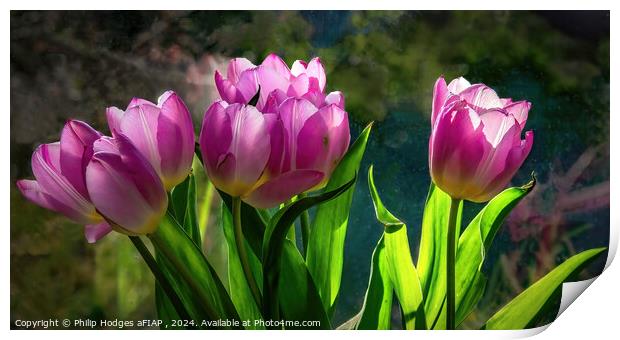 Pink Tulips Print by Philip Hodges aFIAP ,